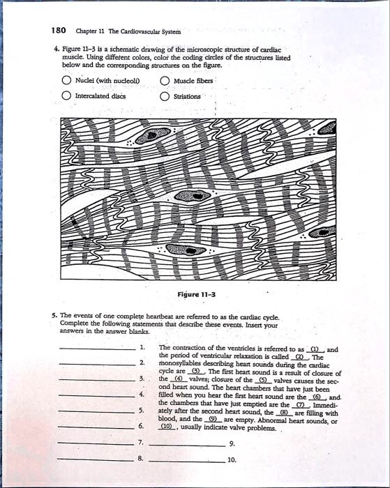 4. Figure 11-3 is a schematic drawing of the microscopic structure of cardiac muscle. Using different colors, color the coding circles of the structures listed below and the corresponding structures on the figure.

Nuclei (with nucleoli)
Muscle fibers
Intercalated discs
Striations

Figure 11-3

5. The events of one complete heartbeat are referred to as the cardiac cycle. Complete the following statements that describe these events. Insert your answers in the answer blanks.

1. 
2. 
3. 
4. 
5. 
6. 
7. 
8. 

The contraction of the ventricles is referred to as (1), and the period of ventricular relaxation is called (2). The monosyllables describing heart sounds during the cardiac cycle are (3). The first heart sound is a result of closure of the (4) valves; closure of the (5) valves causes the second heart sound. The heart chambers that have just been filled when you hear the first heart sound are the (6), and the chambers that have just emptied are the (7). Immediately after the second heart sound, the (8) are filling with blood, and the (9) are empty. Abnormal heart sounds, or (10), usually indicate valve problems.

9.
10.