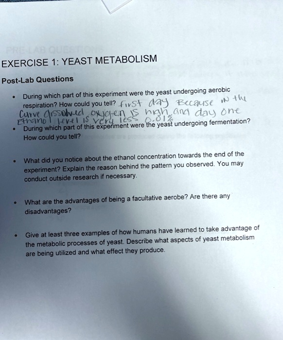 EXERCISE 1 YEAST METABOLISM PostLab Questions During which part of