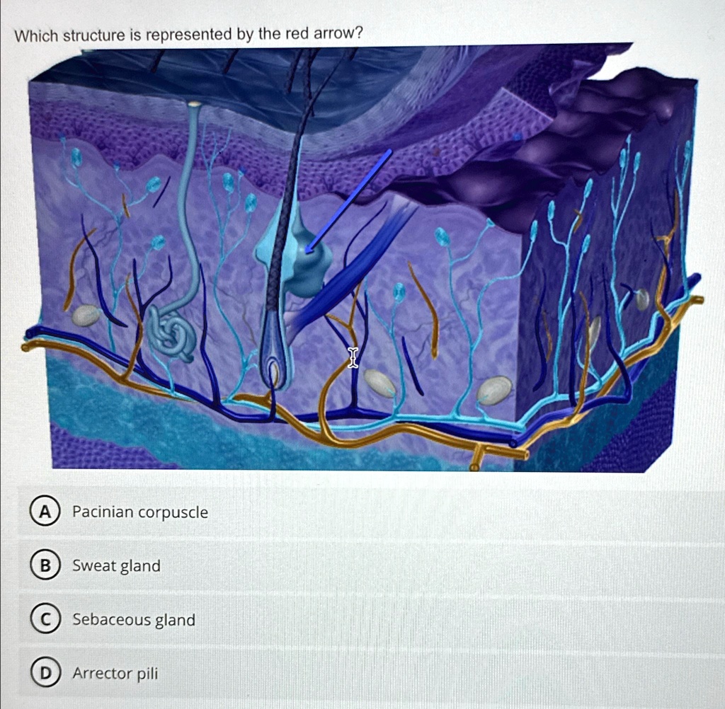 SOLVED: Which structure is represented by the red arrow? Pacinian ...