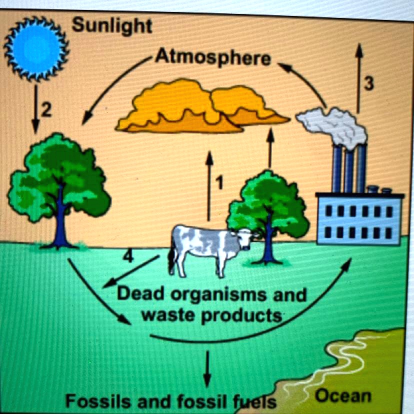 SOLVED: 'Carbon exists in many forms on earth. This diagram shows part ...