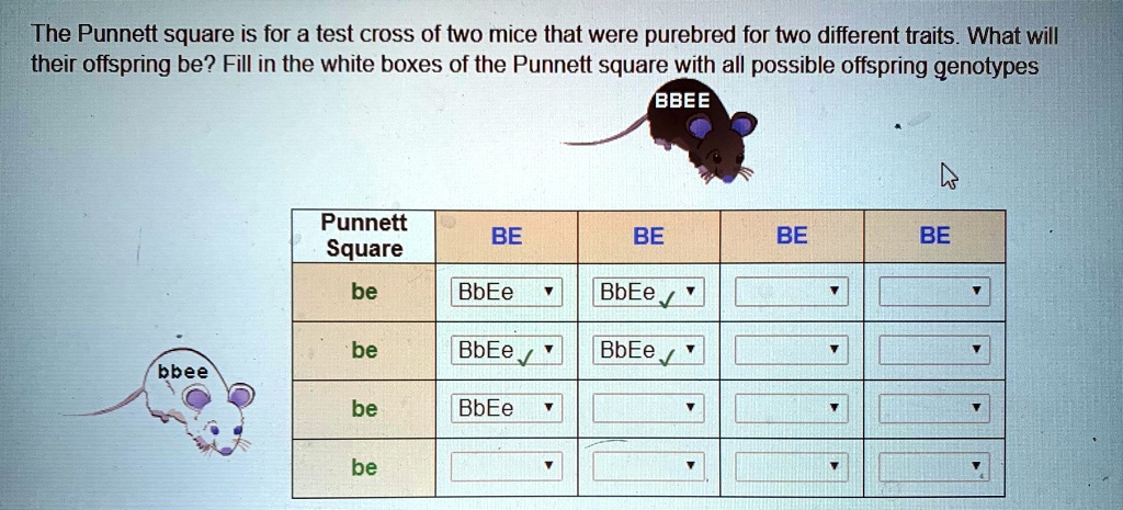 SOLVED: The Punnett square is for a test cross of two mice that were ...