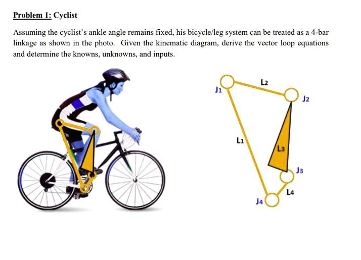 SOLVED Problem 1 Cyclist Assuming the cyclist's ankle angle remains