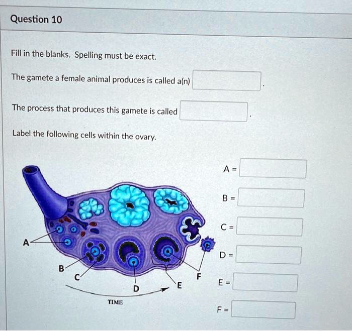 Question 10 Fill in the blanks. Spelling must be exact. The gamete a