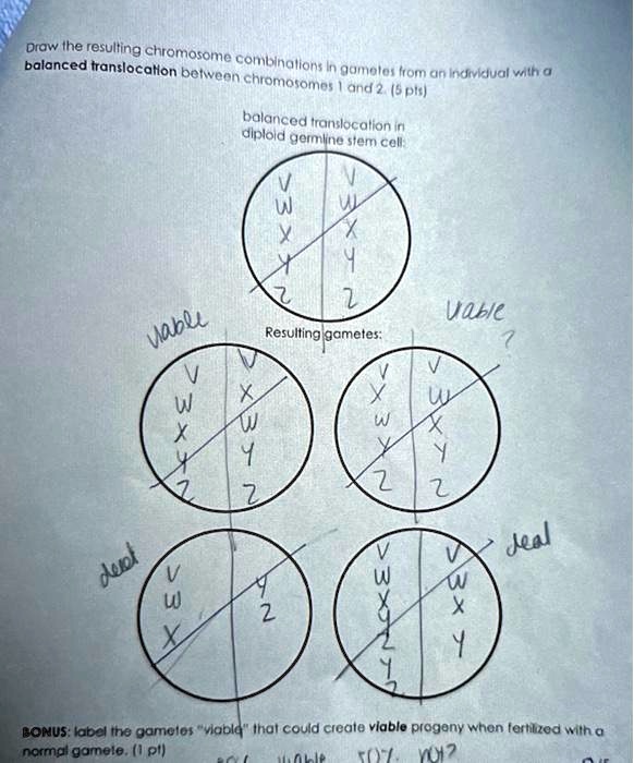 Draw the resulting chromosome combinations in gametes from an individual with a
balanced translocation between chromosomes 1 and 2. (5 pts)
balanced translocation in
diploid germline stem cell:
V
W
X
Y
Z
V
W
X
y
2
viable
Resulting gametes:
V
W
X
Y
Z
V
X
W
Y
Z
V
W
X
Y
Z
V
W
X
Y
Z
viable
V
W
Y
Z
X
V
W
X
Y
Z
deat
BONUS: label the gametes "viable" that could create viable progeny when fertilized with a
normal gamete. (1 pt)
viable
50%? not?