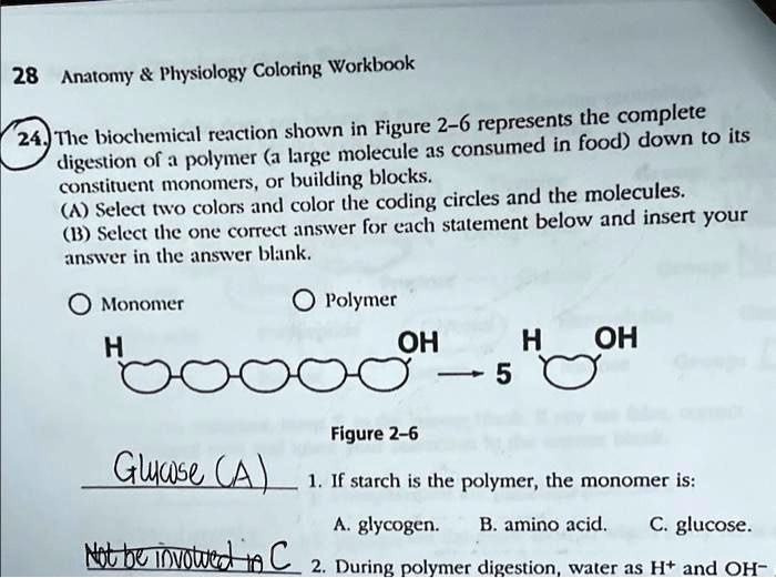SOLVED 28 Anatomy Physiology Coloring Workbook 24 The biochemical