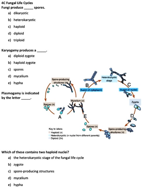 SOLVED: 4C Fungal Life Cycles Fungi Produce Spores. They Go Through ...