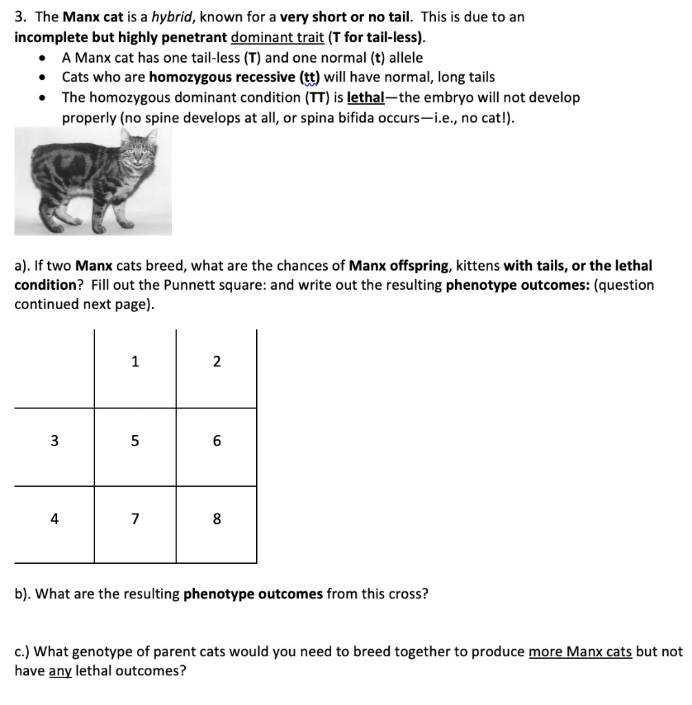 SOLVED 3 The Manx cat is a hybrid, known for a very short or no tail