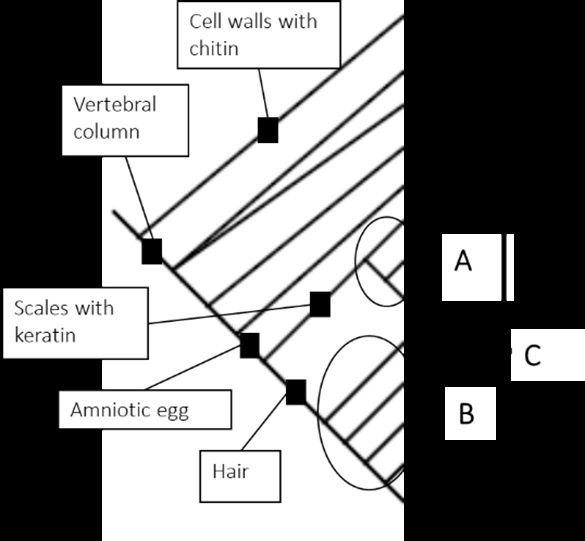 SOLVED: The three species in Group A and their common ancestor