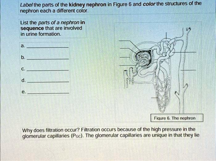 SOLVED Label the parts of the kidney nephron in Figure 6 and color the