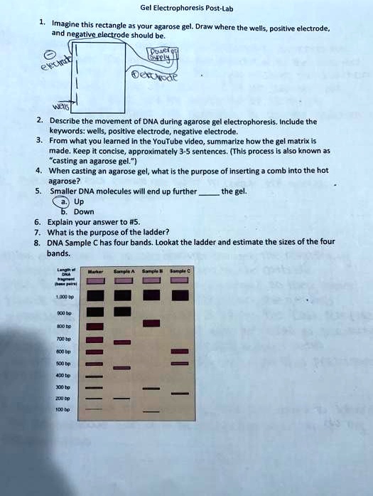 SOLVED Gel Electrophoresis PostLab Imaglne this rectangle Your