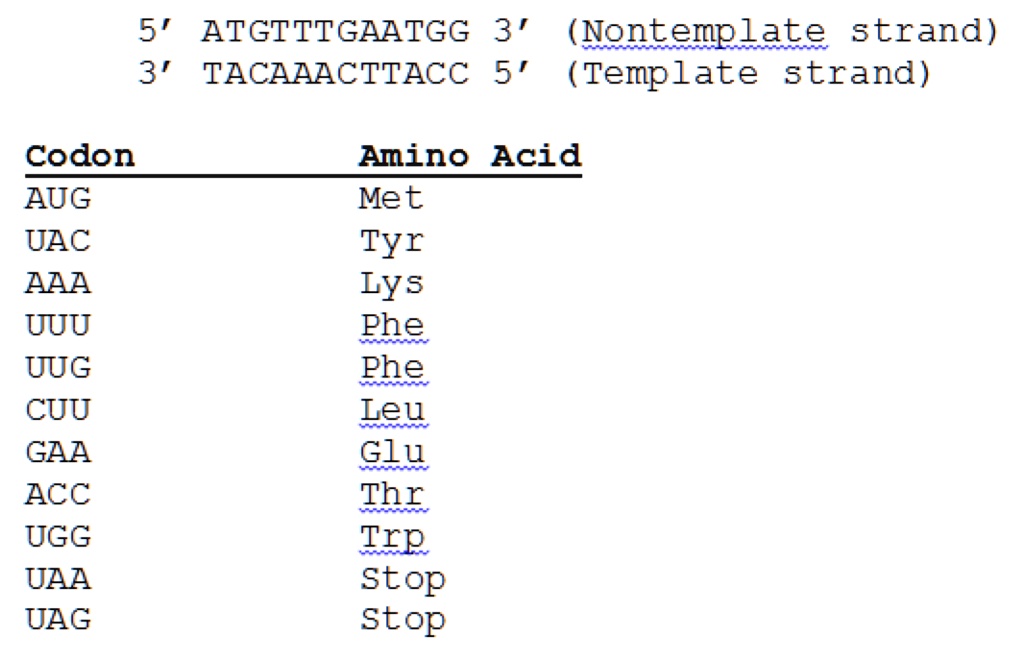 5' ATGTTTGAATGG 3' (Nontemplate strand) 3' TACAAACTTACC 5' (Template