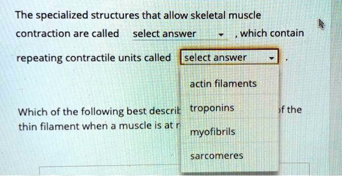 The specialized structures that allow skeletal muscle
contraction are called select answer , which contain
repeating contractile units called select answer .
actin filaments
Which of the following best descrit troponins of the
thin filament when a muscle is at r myofibrils
sarcomeres