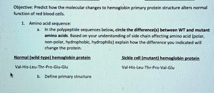 SOLVED: Objective: Predict how the molecular changes to hemoglobin ...