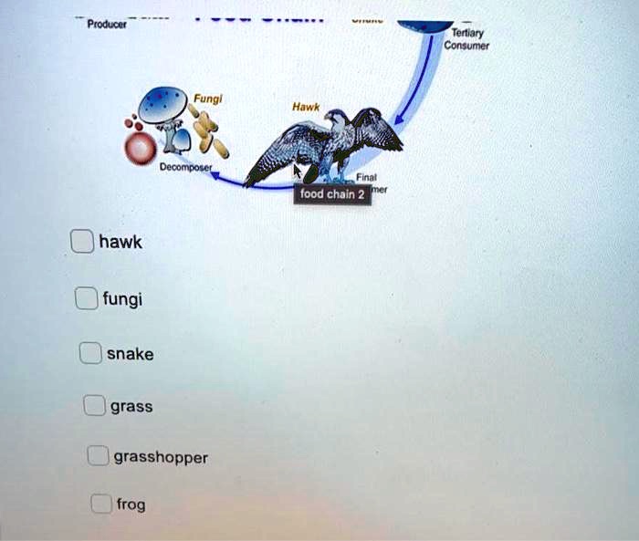 solved-producer-tertiary-consumer-fungus-hawk-decomposer-food-chain-2
