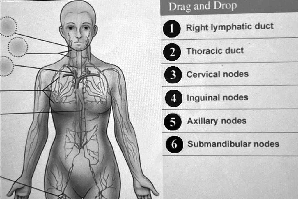 Drag and Drop (1) Right lymphatic duct (2) Thoracic duct (3) Cervical ...