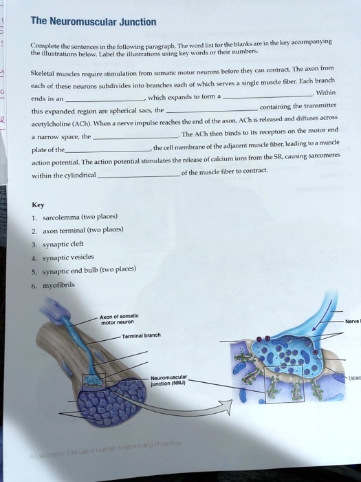 The Neuromuscular Junction
Complete the sentences in the following paragraph. The word list for the blanks are in the key accompanying
the illustrations below. Label the illustrations using key words or their numbers.
Skeletal muscles require stimulation from somatic motor neurons before they can contract. The axon from
each of these neurons subdivides into branches each of which serves a single muscle fiber. Each branch
ends in an  which expands to form a . Within
this expanded region are spherical sacs, the  containing the transmitter
acetylcholine (ACh). When a nerve impulse reaches the end of the axon, ACh is released and diffuses across
a narrow space, the . The ACh then binds to its receptors on the motor end
plate of the , the  the cell membrane of the adjacent muscle fiber, leading to a muscle
action potential. The action potential stimulates the release of calcium ions from the SR, causing sarcomeres
within the cylindrical  of the muscle fiber to contract.
Key
1. sarcolemma (two places)
2. axon terminal (two places)
3. synaptic cleft
4. synaptic vesicles
5. synaptic end bulb (two places)
6. myofibrils