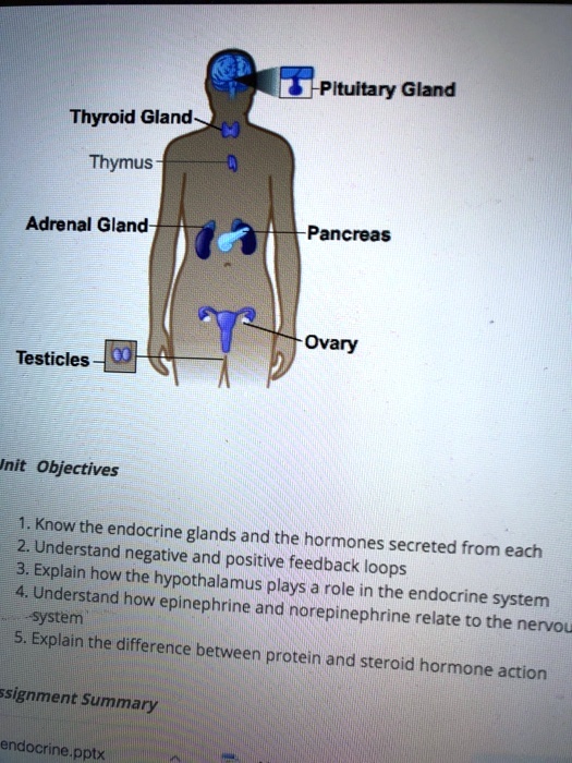 SOLVED Pituitary Gland Thyroid Gland Thymus Adrenal Gland Pancreas