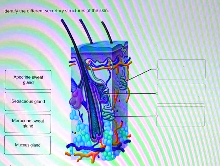 SOLVED: Identify the different secretory structures of the skin ...