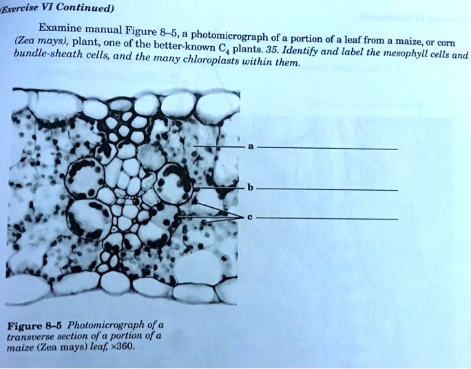 SOLVED: Exercise VI Continued) Examine manual Figure 8 5. (Zea mays ...