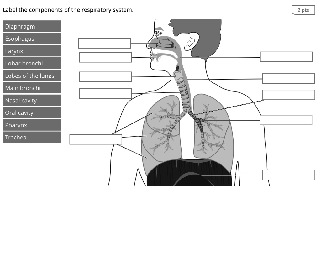 SOLVED: Label the components of the respiratory system. 2 pts Diaphragm ...