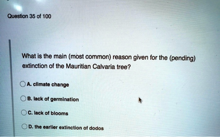 What is the main (most common) reason given for the (pending) extinction of the Mauritian Calvaria tree?
A. climate change
B. lack of germination
C. lack of blooms
D. the earlier extinction of dodos