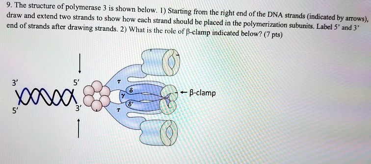 SOLVED: The structure of polymerase 3 is shown below. Draw and extend ...