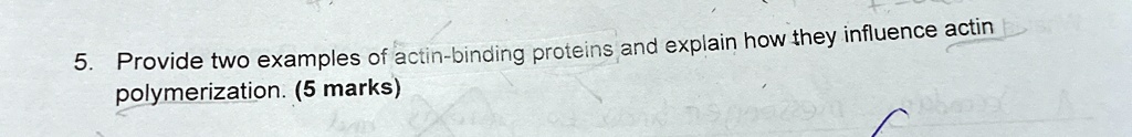 5 provide two examples of actin binding proteins and explain how they influence actin polymerization 5 marks 87639