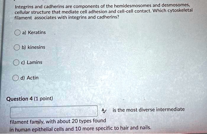 Integrins and cadherins are components of the hemidesmosomes and desmosomes, cellular structure that mediate cell adhesion and cell-cell contact. Which cytoskeletal filament associates with integrins and cadherins?

a) Keratins
b) kinesins
c) Lamins
d) Actin

Question 4 (1 point)
is the most diverse intermediate filament family, with about 20 types found in human epithelial cells and 10 more specific to hair and nails.