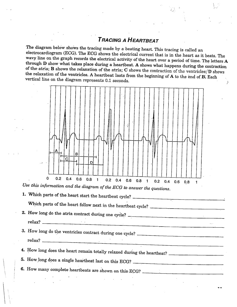 tracing a heartbeat the diagram below shows the tracing made by beating ...