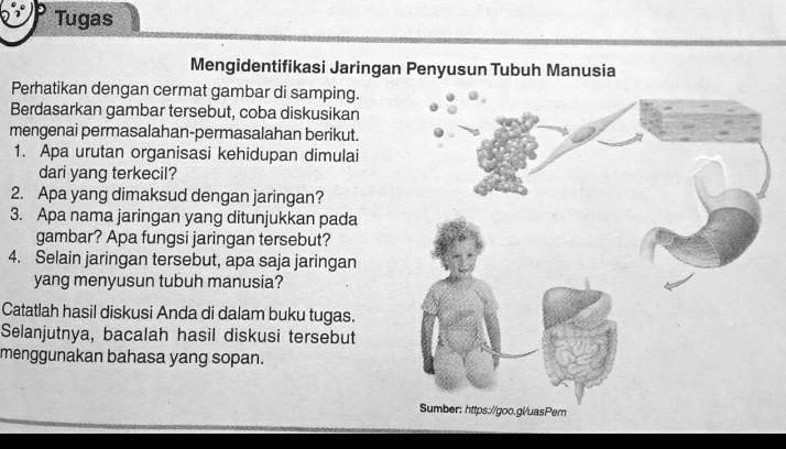 Solved Mengidentifikasi Jaringan Penyusun Tubuh Manusia Perhatikan