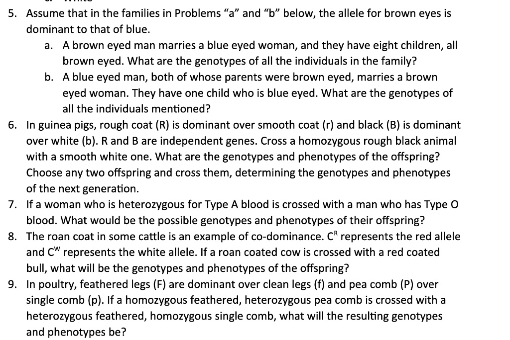 5. Assume that in the families in Problems "a" and "b" below, the allele for brown eyes is dominant to that of blue.
a. A brown eyed man marries a blue eyed woman, and they have eight children, all brown eyed. What are the genotypes of all the individuals in the family?
b. A blue eyed man, both of whose parents were brown eyed, marries a brown eyed woman. They have one child who is blue eyed. What are the genotypes of all the individuals mentioned?
6. In guinea pigs, rough coat (R) is dominant over smooth coat (r) and black (B) is dominant over white (b). R and B are independent genes. Cross a homozygous rough black animal with a smooth white one. What are the genotypes and phenotypes of the offspring? Choose any two offspring and cross them, determining the genotypes and phenotypes of the next generation.
7. If a woman who is heterozygous for Type A blood is crossed with a man who has Type O blood. What would be the possible genotypes and phenotypes of their offspring?
8. The roan coat in some cattle is an example of co-dominance. C? represents the red allele and C? represents the white allele. If a roan coated cow is crossed with a red coated bull, what will be the genotypes and phenotypes of the offspring?
9. In poultry, feathered legs (F) are dominant over clean legs (f) and pea comb (P) over single comb (p). If a homozygous feathered, heterozygous pea comb is crossed with a heterozygous feathered, homozygous single comb, what will the resulting genotypes and phenotypes be?