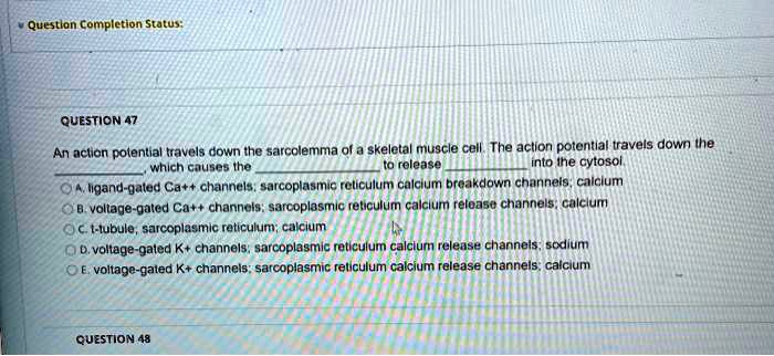 Solved: Question 47: An Action Potential Travels Down The Sarcolemma Of 