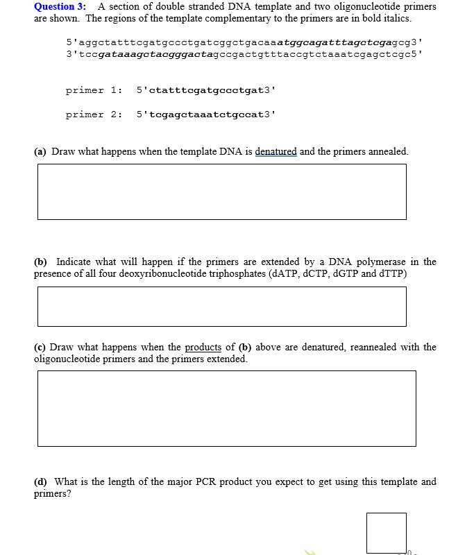 SOLVED Question 3 A section of double stranded DNA template and two