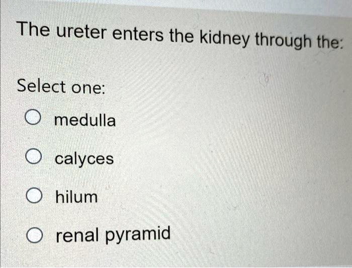 SOLVED: The ureter enters the kidney through the Select one: medulla ...