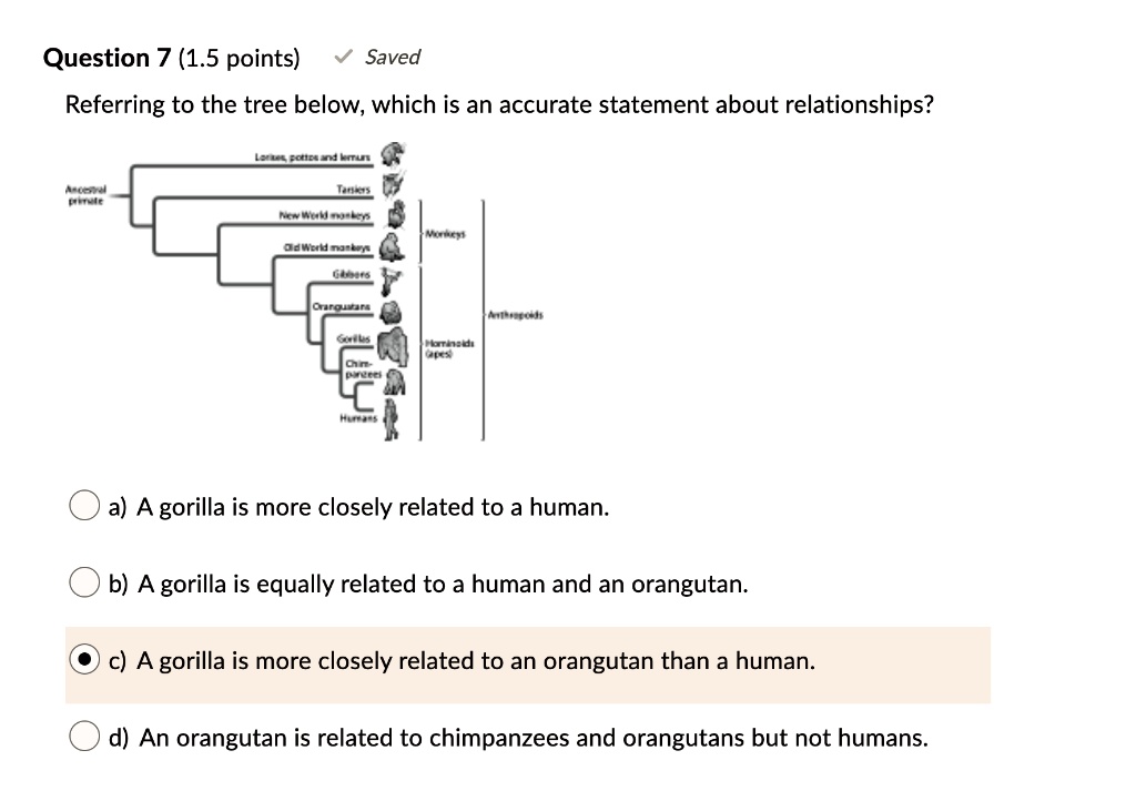 Question 7
Referring to the tree below, which is an accurate statement about relationships?
Ancestral primate
Lorises, pottos and lemurs
Tarsiers
New World monkeys
Monkeys
Old World monkeys
Gibbons
Orangutans
Gorillas
Chimpanzees
Humans
Anthropoids
Hominoids (Apes)
a) A gorilla is more closely related to a human.
b) A gorilla is equally related to a human and an orangutan.
c) A gorilla is more closely related to an orangutan than a human.
d) An orangutan is related to chimpanzees and orangutans but not humans.