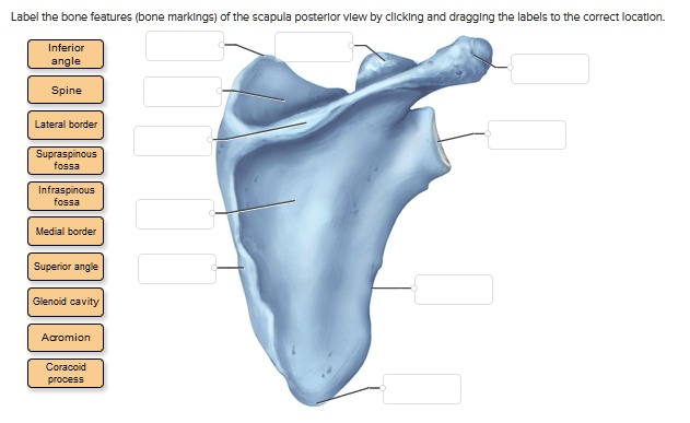 Select The Bones Of The Pectoral Girdle Of The Right Shoulder And Upper 