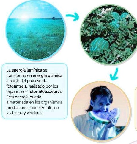 observa la siguiente imagen en ella vemos el principio de conservacion de la energia el cual establece que imagen sin titulo la energia se almacena en los alimentos y se destruye la energia  63114