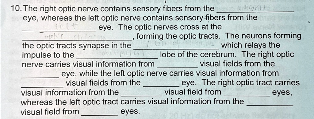 10. The right optic nerve contains sensory fibers from the
eye, whereas the left optic nerve contains sensory fibers from the
eye. The optic nerves cross at the
forming the optic tracts. The neurons forming
the optic tracts synapse in the
which relays the
impulse to the
lobe of the cerebrum. The right optic
nerve carries visual information from
visual fields from the
eye, while the left optic nerve carries visual information from
visual fields from the
eye. The right optic tract carries
visual information from the
visual field from
eyes,
whereas the left optic tract carries visual information from the
visual field from
eyes.