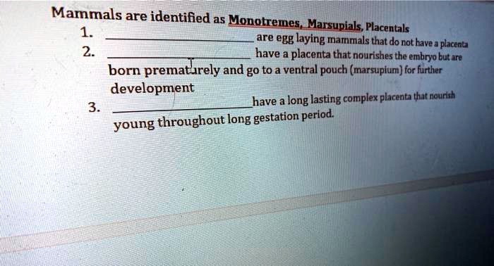 SOLVED:Mammals are identified as Monotremes_Marsupials Placentak are