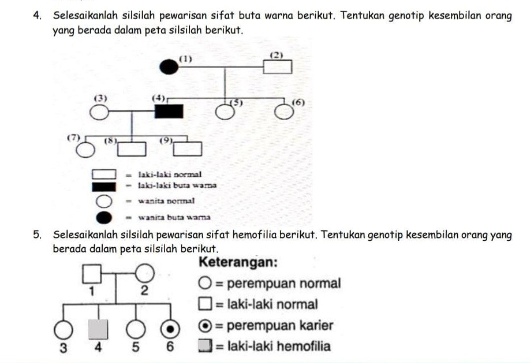 SOLVED: 4. Selesaikanlah silsilah pewarisan sifat buta warna berikut.  Tentukan genotip kesembilan orang yang berada dalam peta silsilah berikut.  5. Selesaikanlah silsilah pewarisan sifat hemofilia berikut. Tentukan  genotip kesembilan orang yang berada