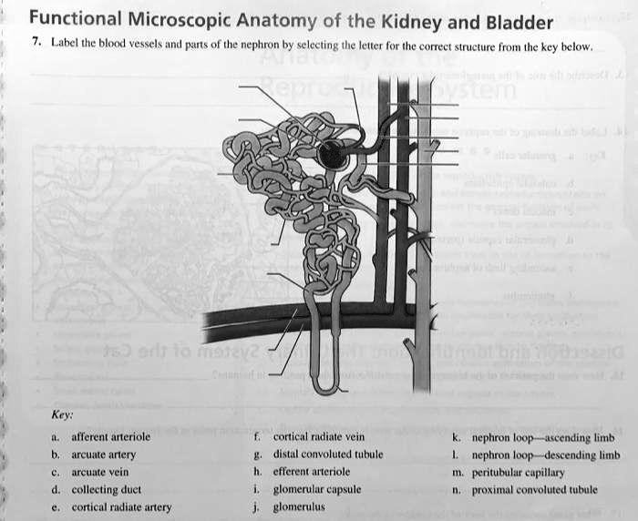 SOLVED: Functional Microscopic Anatomy of the Kidney and Bladder 7 ...