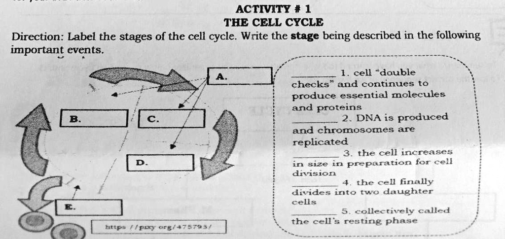 solved-activity-1the-cell-cycledirection-label-the-stages-of-the