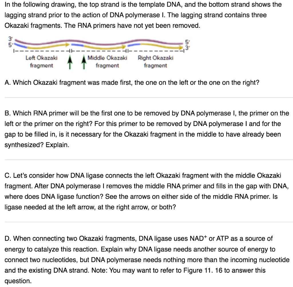 In the following drawing, the top strand is the template DNA, and the bottom strand shows the lagging strand prior to the action of DNA polymerase I. The lagging strand contains three Okazaki fragments. The RNA primers have not yet been removed.

3' 5'
5' 3'
Left Okazaki fragment Middle Okazaki fragment Right Okazaki fragment

A. Which Okazaki fragment was made first, the one on the left or the one on the right?

B. Which RNA primer will be the first one to be removed by DNA polymerase I, the primer on the left or the primer on the right? For this primer to be removed by DNA polymerase I and for the gap to be filled in, is it necessary for the Okazaki fragment in the middle to have already been synthesized? Explain.

C. Let's consider how DNA ligase connects the left Okazaki fragment with the middle Okazaki fragment. After DNA polymerase I removes the middle RNA primer and fills in the gap with DNA, where does DNA ligase function? See the arrows on either side of the middle RNA primer. Is ligase needed at the left arrow, at the right arrow, or both?

D. When connecting two Okazaki fragments, DNA ligase uses NAD+ or ATP as a source of energy to catalyze this reaction. Explain why DNA ligase needs another source of energy to connect two nucleotides, but DNA polymerase needs nothing more than the incoming nucleotide and the existing DNA strand. Note: You may want to refer to Figure 11. 16 to answer this question.