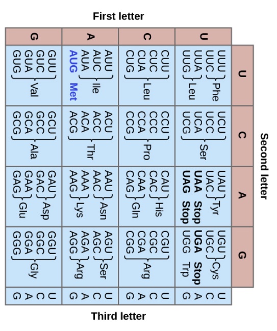 SOLVED Use the following table to write the codon for the amino acid