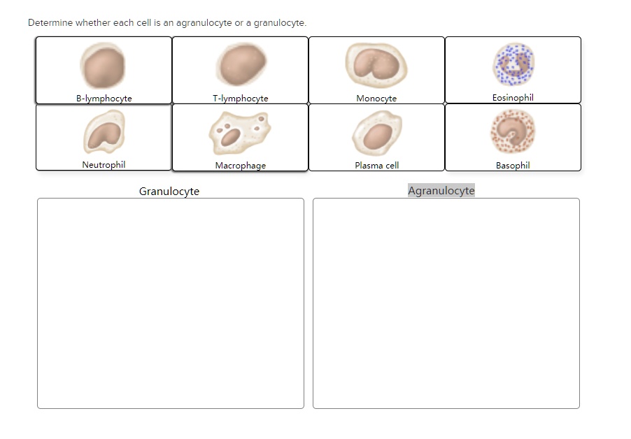 SOLVED Determine whether each cell is an agranulocyte or granulocyte B