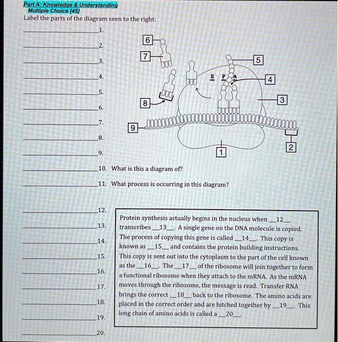 What Letters Pair Together When Dna Transcribes To Rna