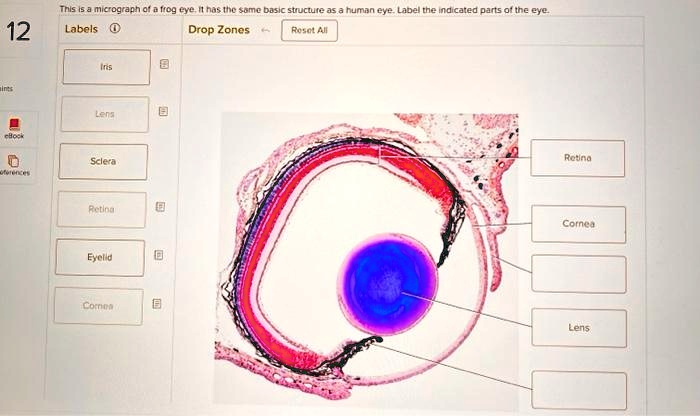 12
This is a micrograph of a frog eye. It has the same basic structure as a human eye. Label the indicated parts of the eye.
Labels
Drop Zones
Reset All
Iris
Lens
Sclera
Retina
Eyelid
Cornea
Retina
Cornea
Lens