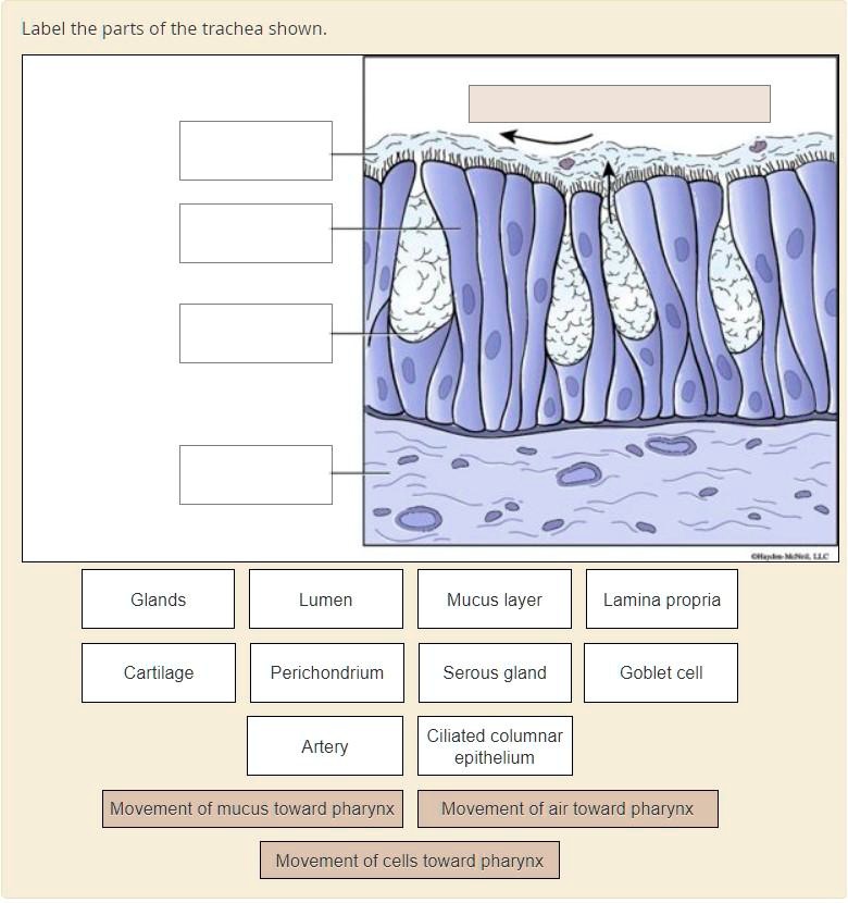 Label the parts of the trachea shown: - Glands - Lumen - Mucus layer ...