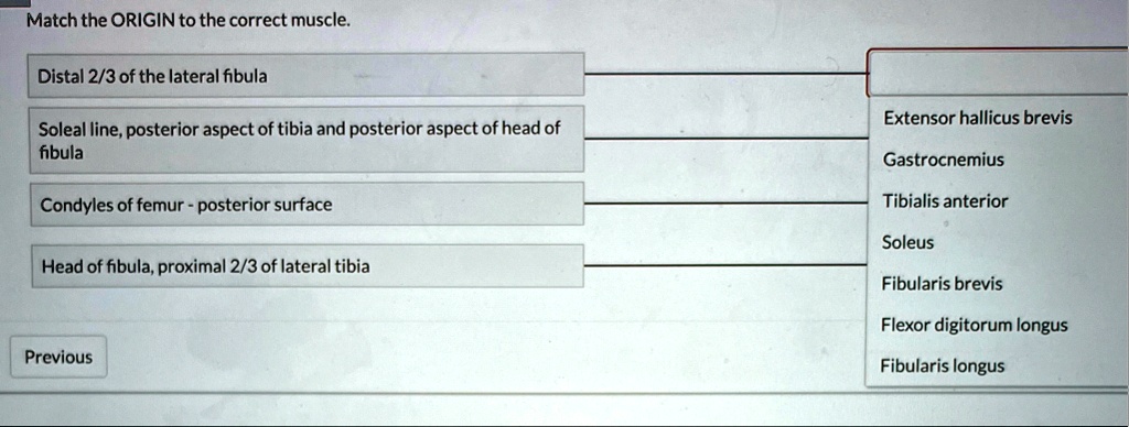 match the origin to the correct muscle distal 23 of the lateral fibula ...