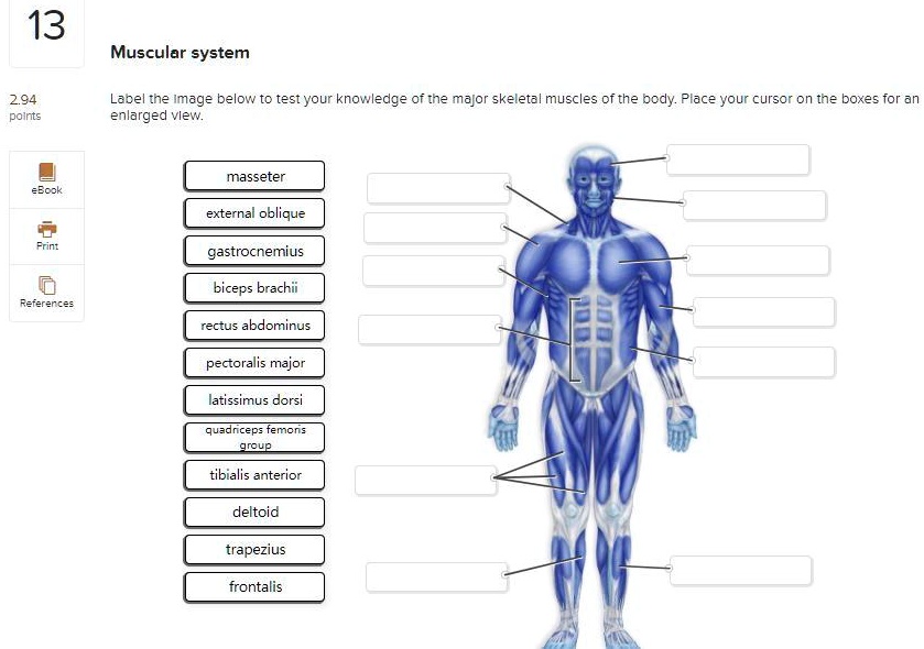 Major Skeletal Muscles Of The Body - Infoupdate.org